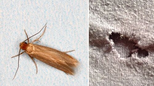 Moths Removal Service