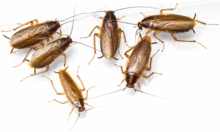 Cockroach Removal Service