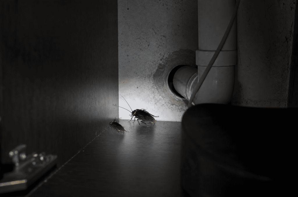Cockroach Extermination
